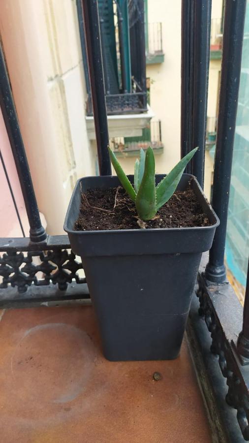 Pensión Manoli *