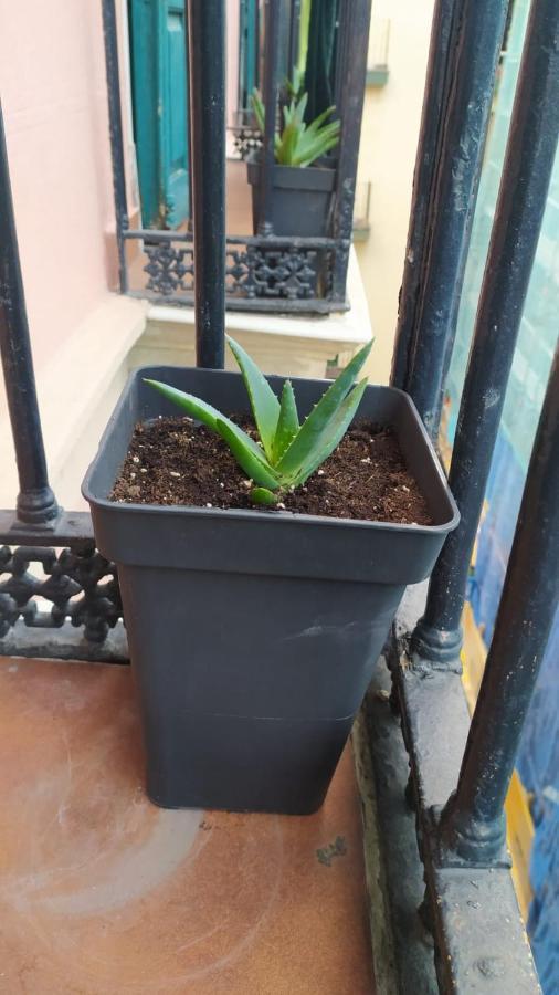 Manoli Pensión *